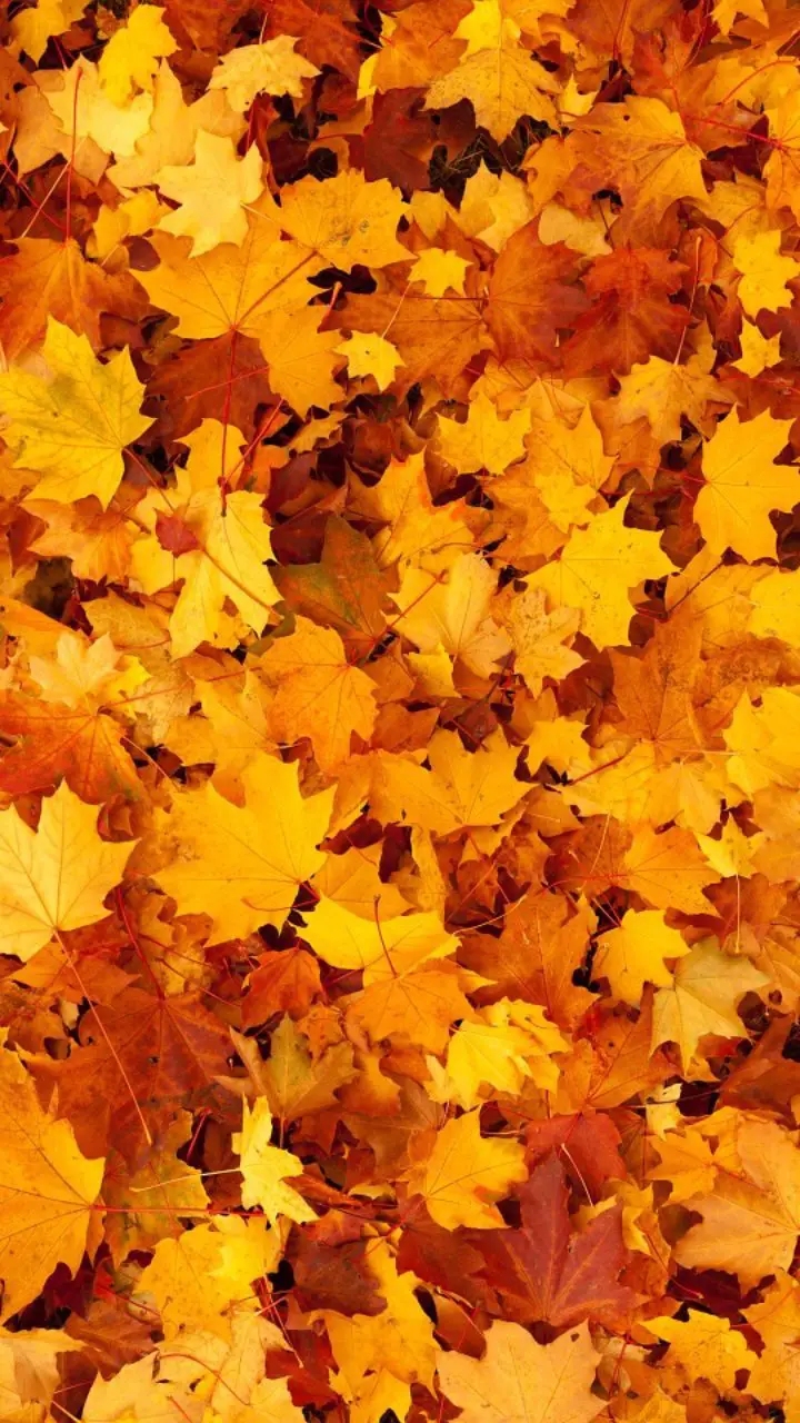 Natur Herbstblätter Tapete