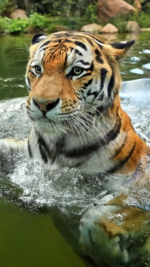 schwimmende Tiger-Tapete