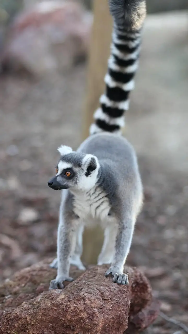Lemur-Tapete
